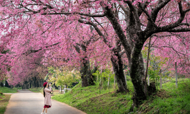 Japan Travel Guide: How to Create the Perfect Itinerary in 2023
