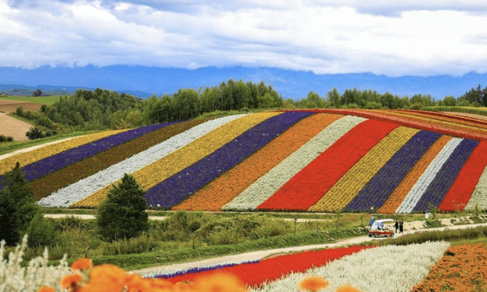 Hokkaido's Shikisai-no-Oka