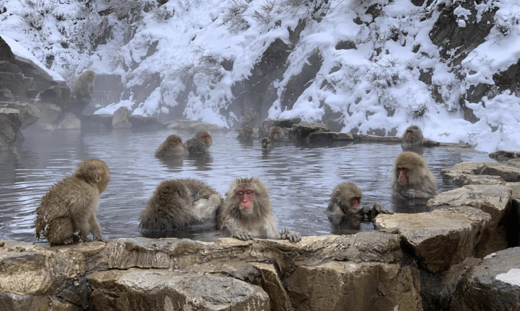 Jigokudani Monkey Park