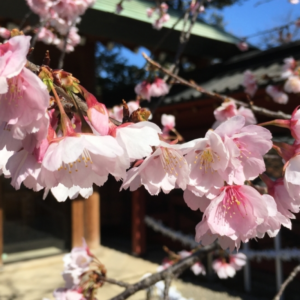 Daytime Hanami Cherry Blossom Tour