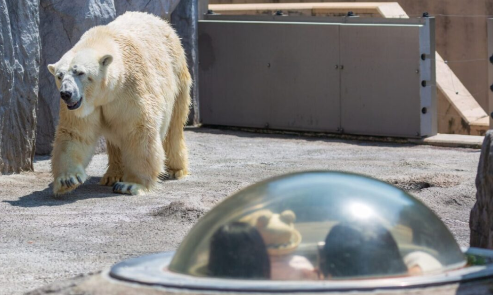 Asahiyama Zoo