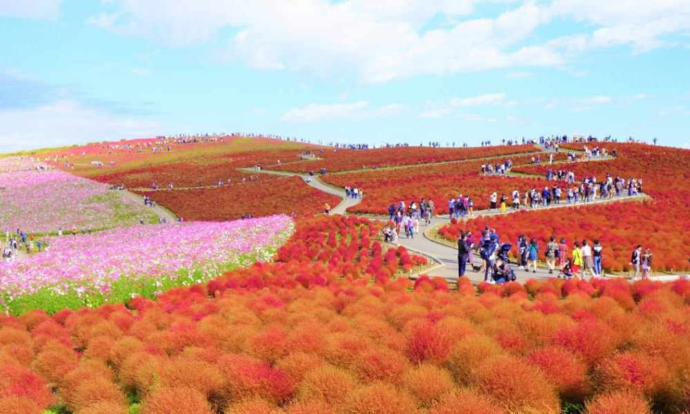 Hitachi Seaside Park Ibaraki Prefecture