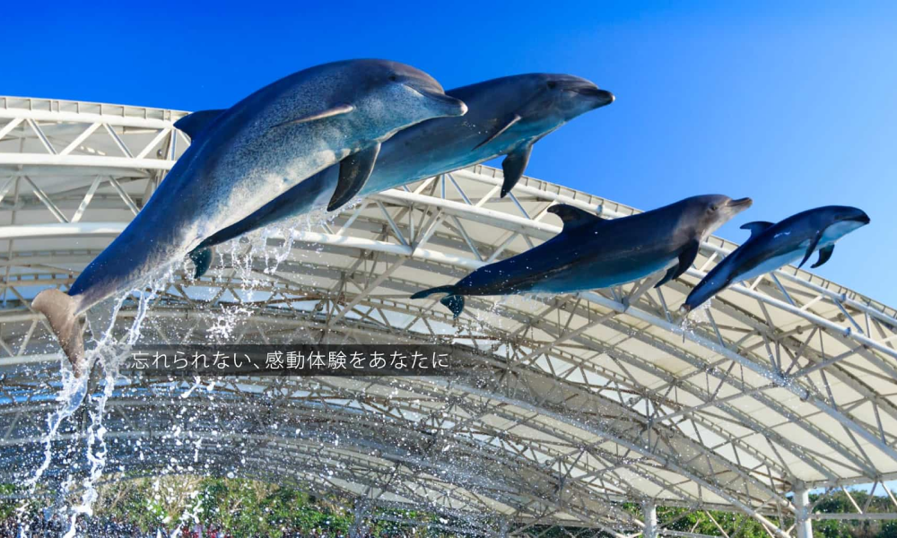 Okinawa Churaumi Aquarium Okinawa Prefecture