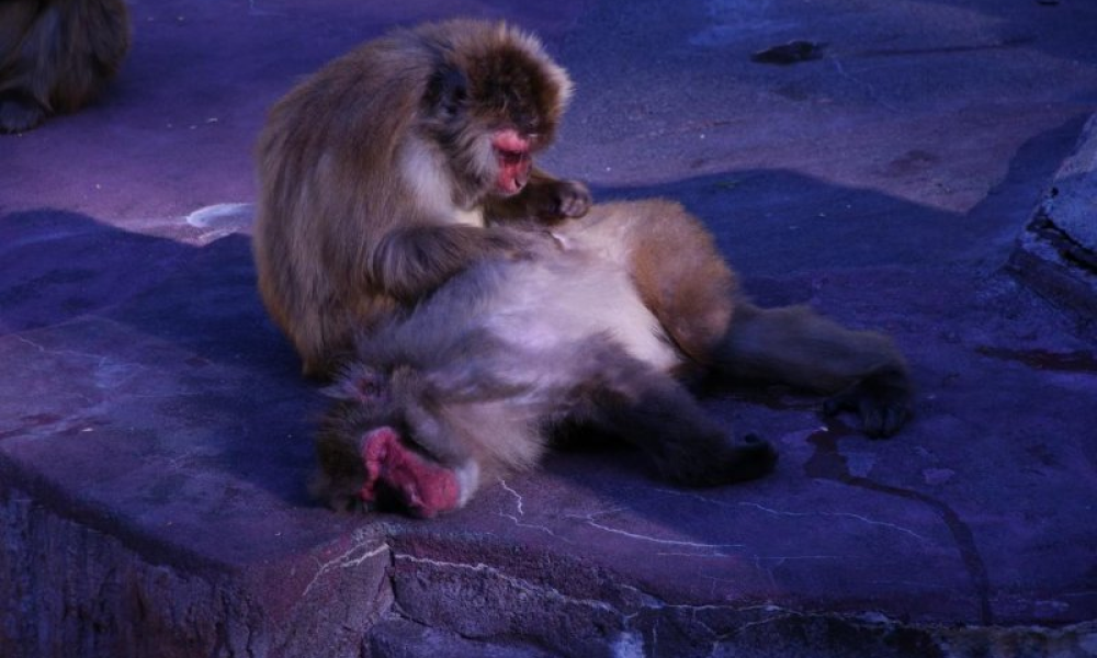 Sapporo Maruyama Zoo