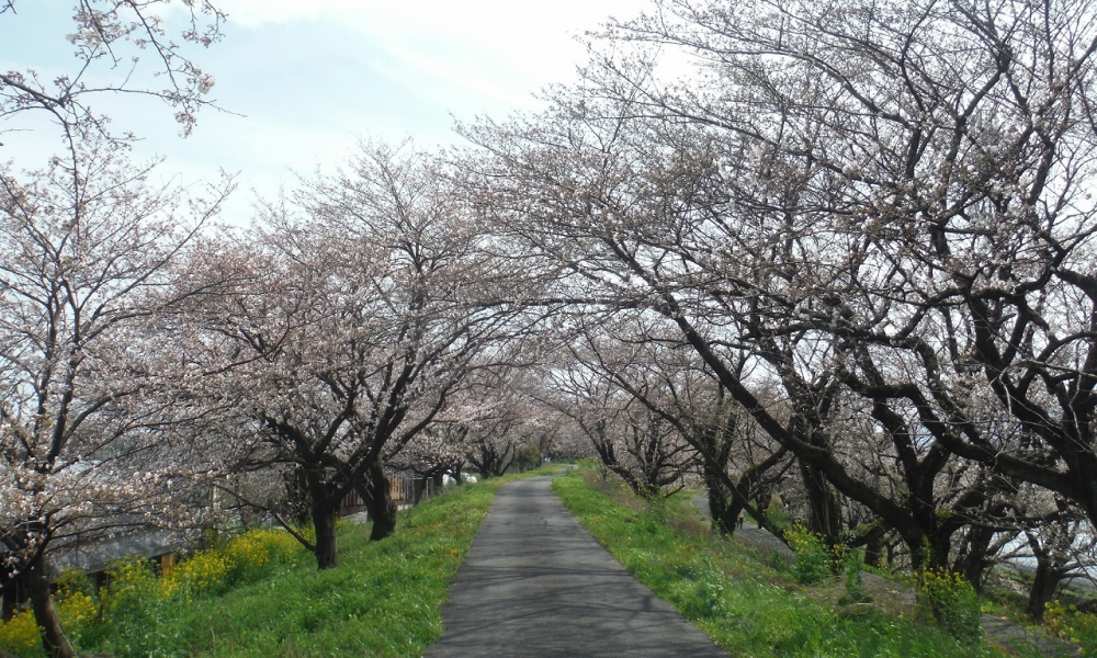 okagi, places to visit in japan, japan travel, 